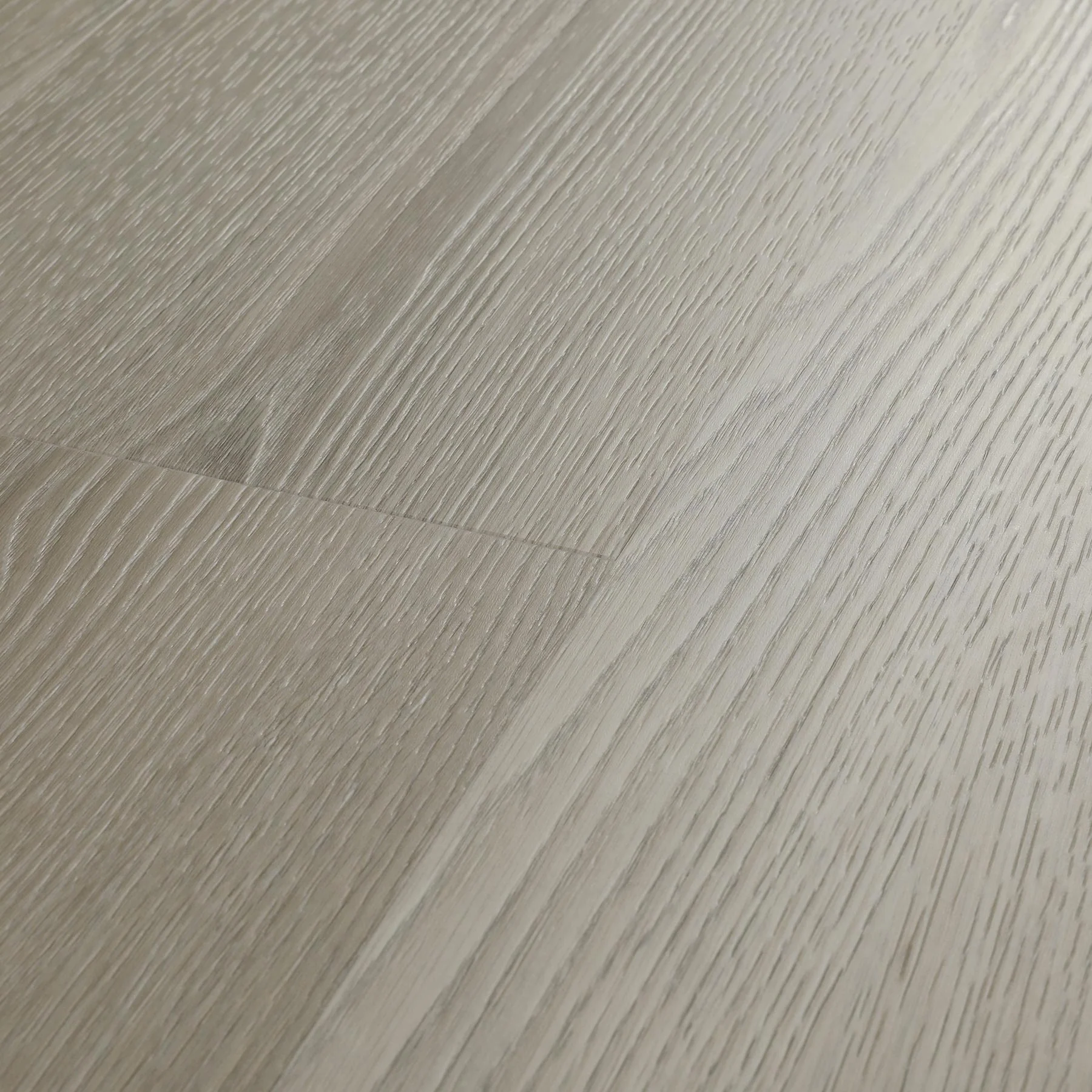 Scots Pine - Image 4